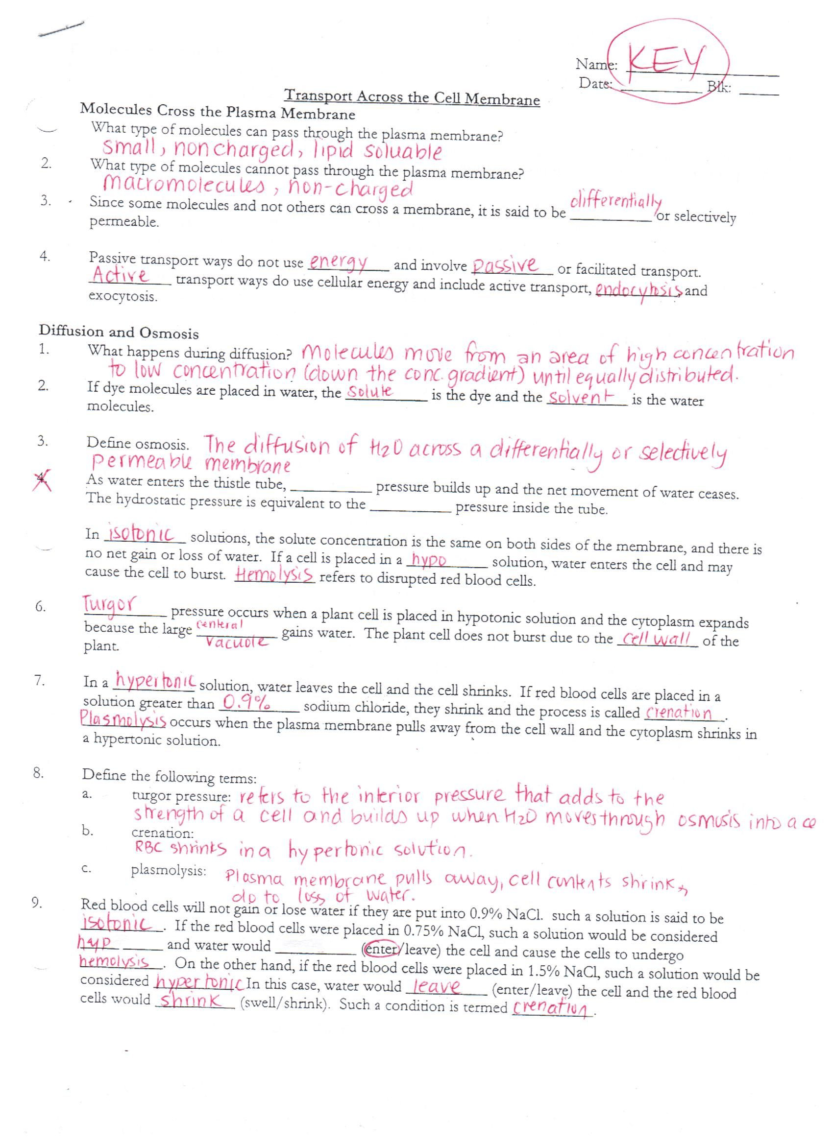 Cell Membrane Images Worksheet Answers Cell Membrane Coloring Worksheet Answer Key