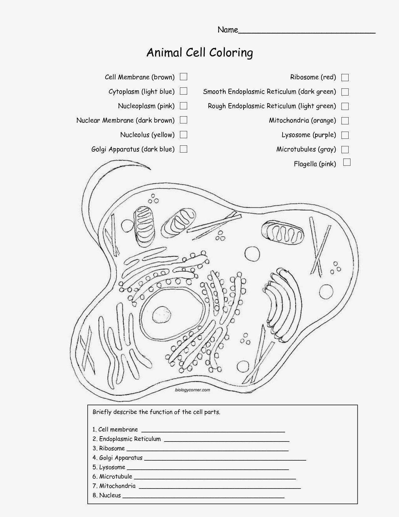 Cell Membrane Images Worksheet Answers Pin On Printable Blank Worksheet Template