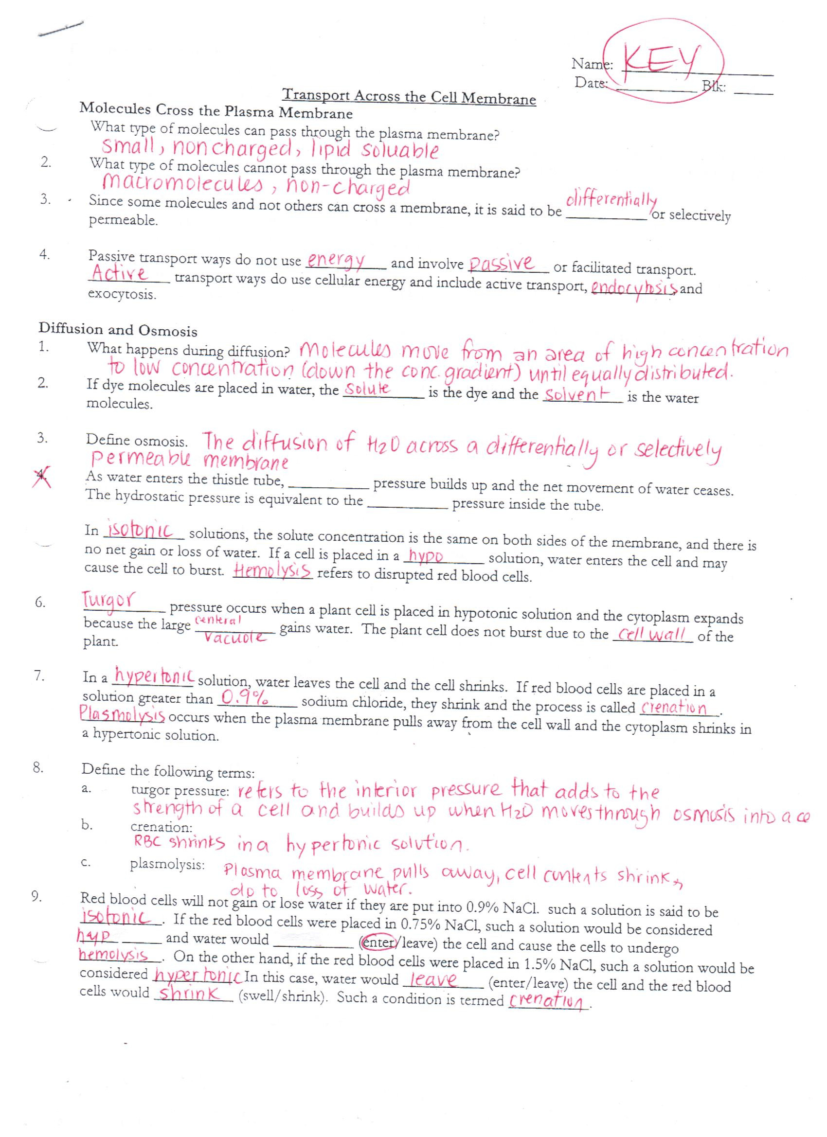 Cell Transport Review Worksheet Answers Answer Keys Cell Membrane Worksheets