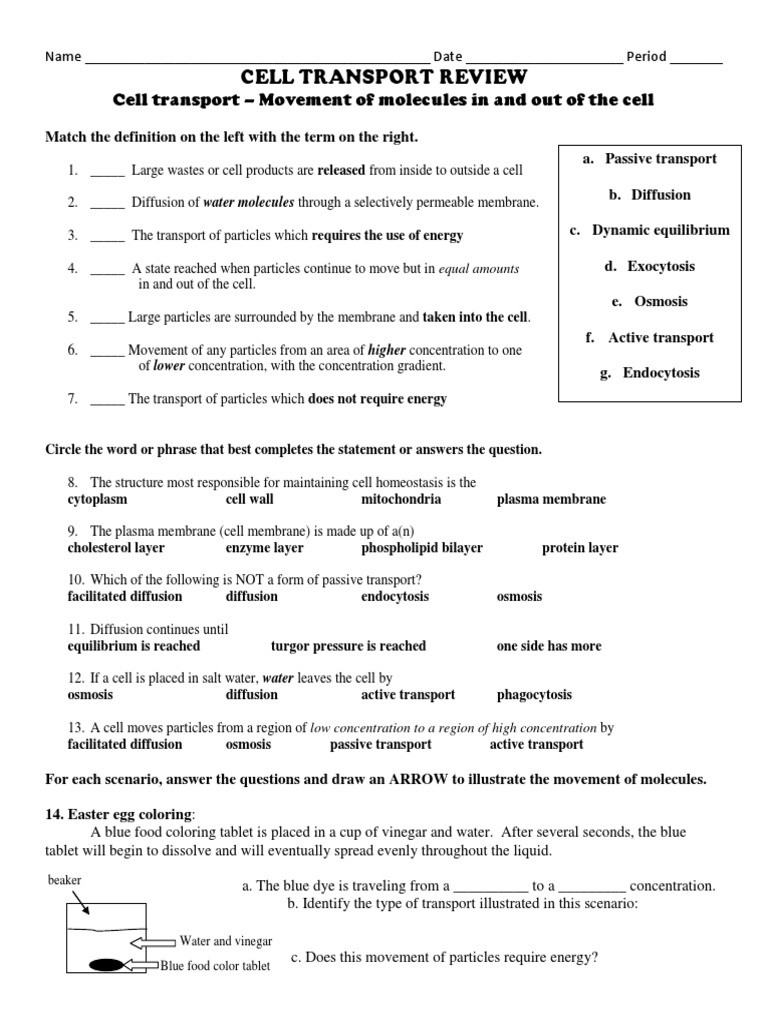 Cell Transport Review Worksheet Answers Cell Transport Worksheet Cell Membrane