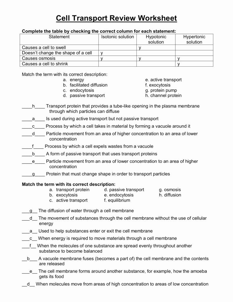 Cell Transport Review Worksheet Answers Pin On Customize Design Worksheet Line