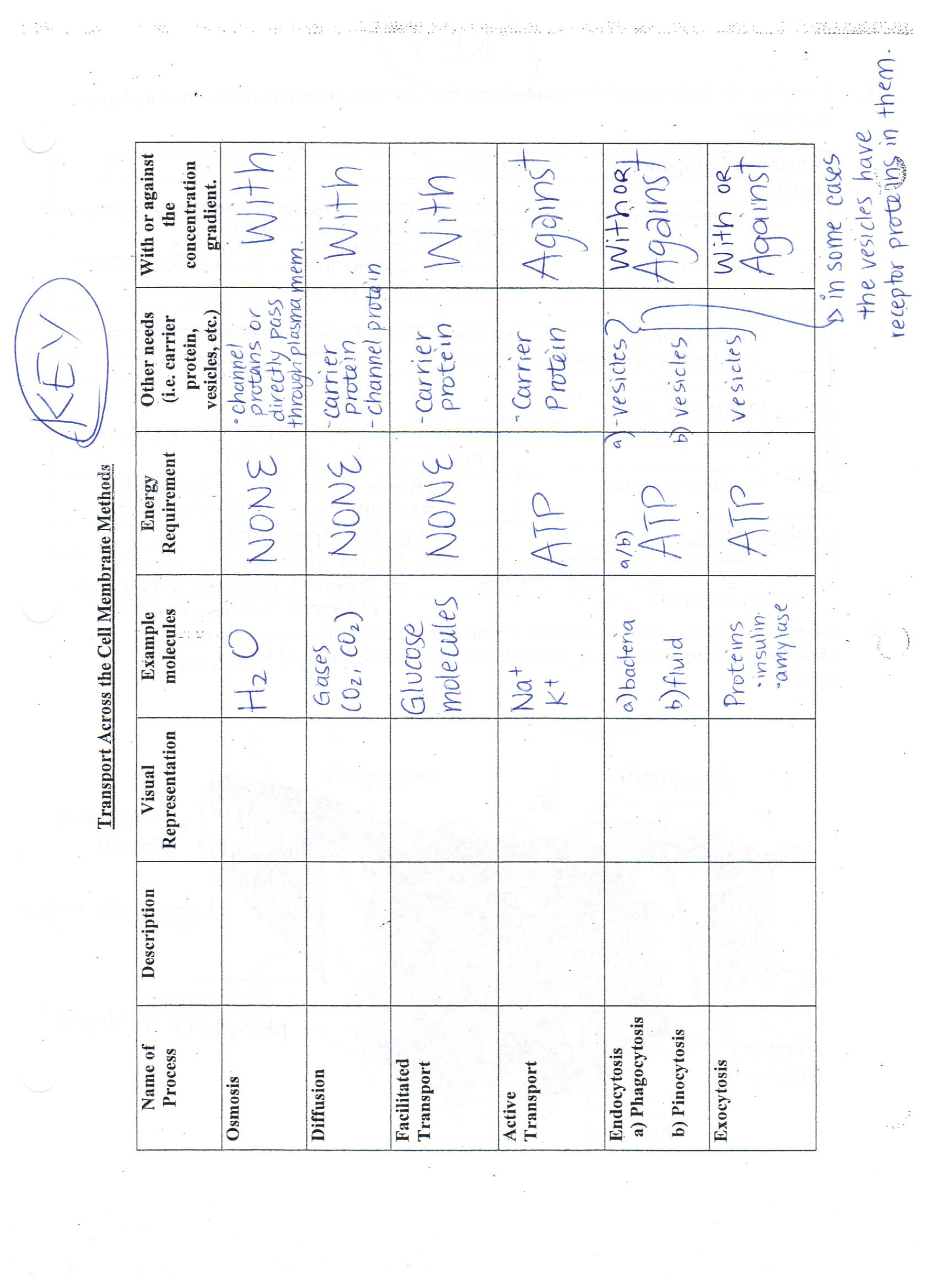 Cell Transport Worksheet Answers Membrane Transport Worksheet Answers Worksheet List