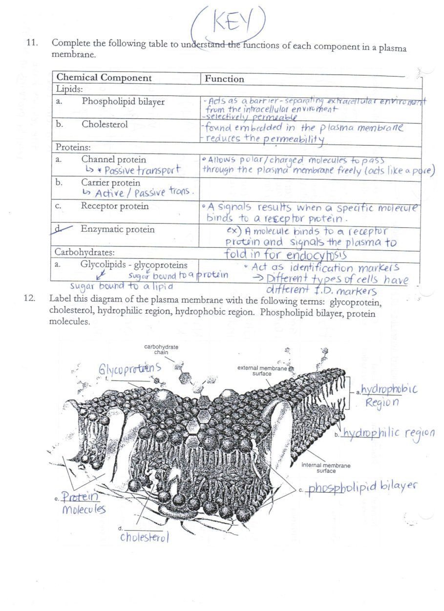 Cell Transport Worksheet Biology Answers Download Acumen Cell Membrane and Transport Worksheet Aaa