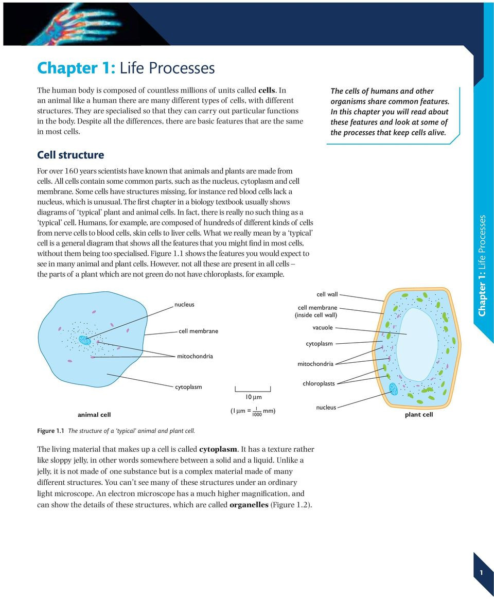 Cells Alive Worksheet Answer Key Chapter 1 Life Processes Pdf Free Download