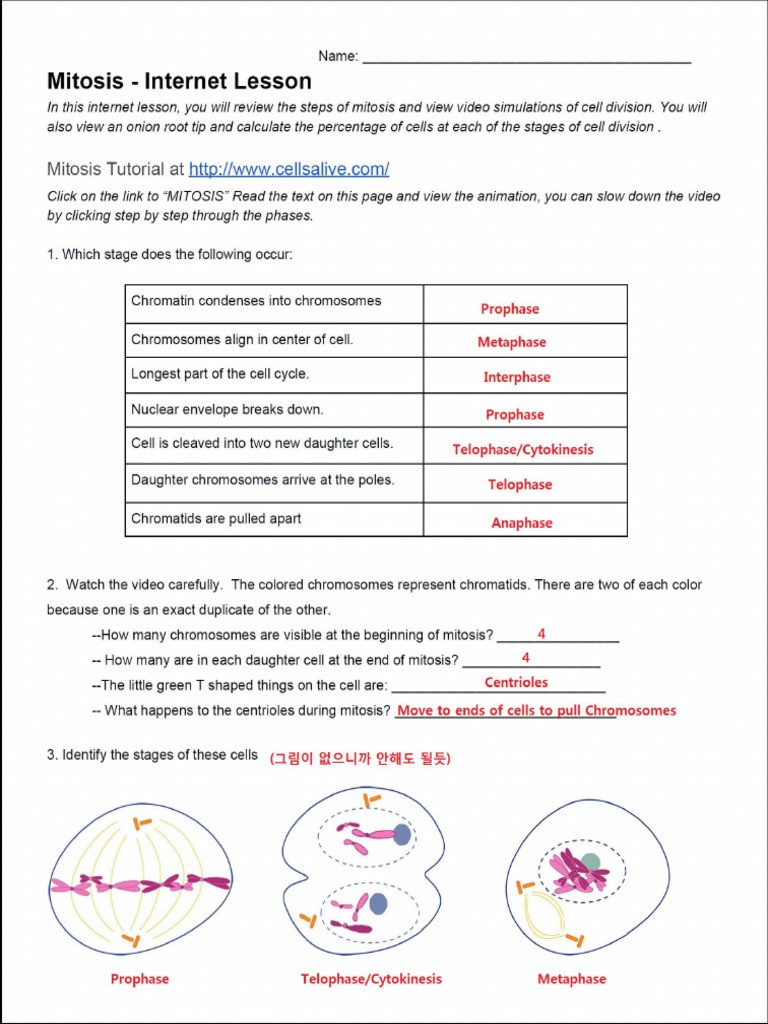 Cells Alive Worksheet Answer Key Mitiosis Internet Lesson Key Mitosis