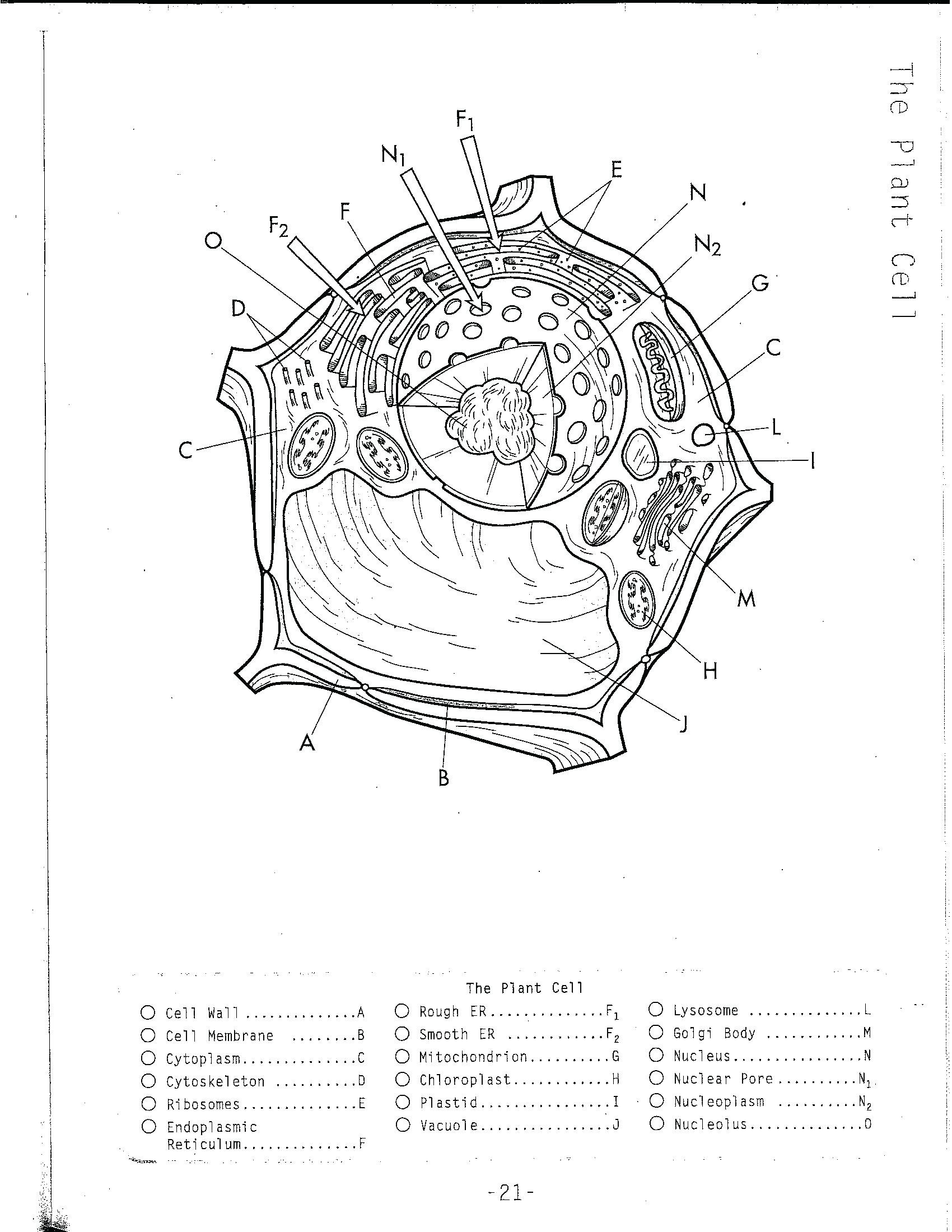 Cells Alive Worksheet Answer Key Simple Plant Cell Drawing at Getdrawings Free Life Science