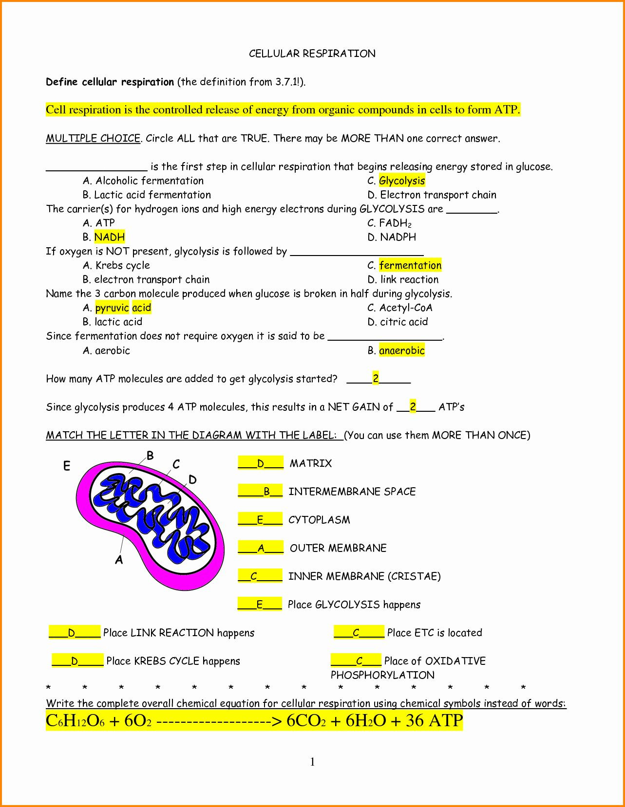 Cellular Respiration Worksheet Answer Key 50 Synthesis Diagrams Worksheet Answers In 2020