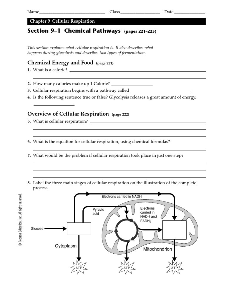 Cellular Respiration Worksheet Answer Key Biology Lesson 9 1 Worksheet Cellular Respiration