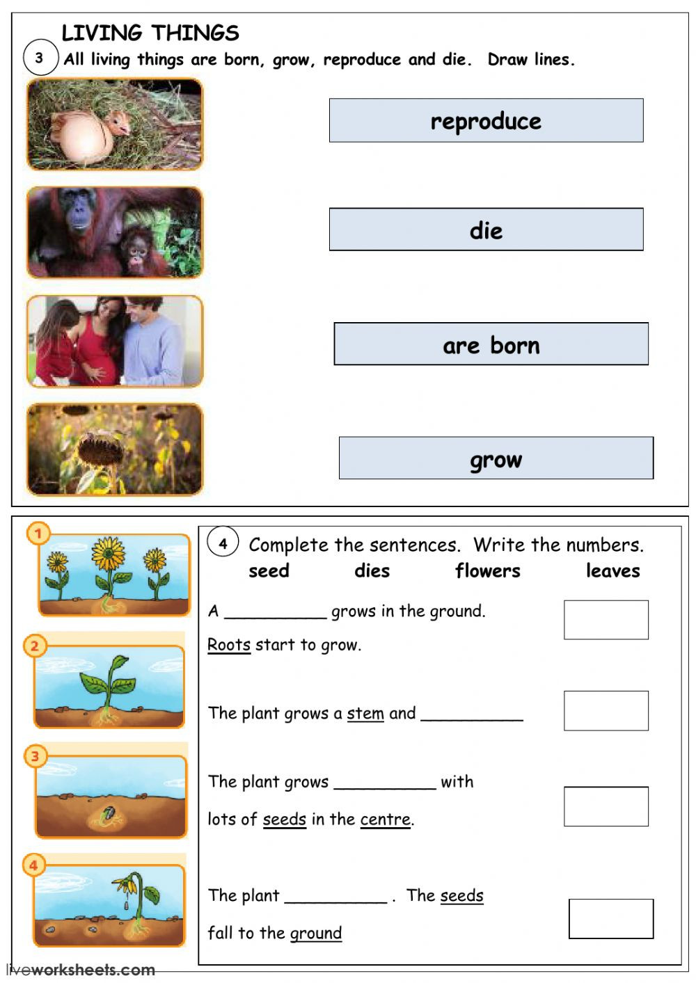 Characteristics Of Life Worksheet Living and Non Living Things Interactive Worksheet