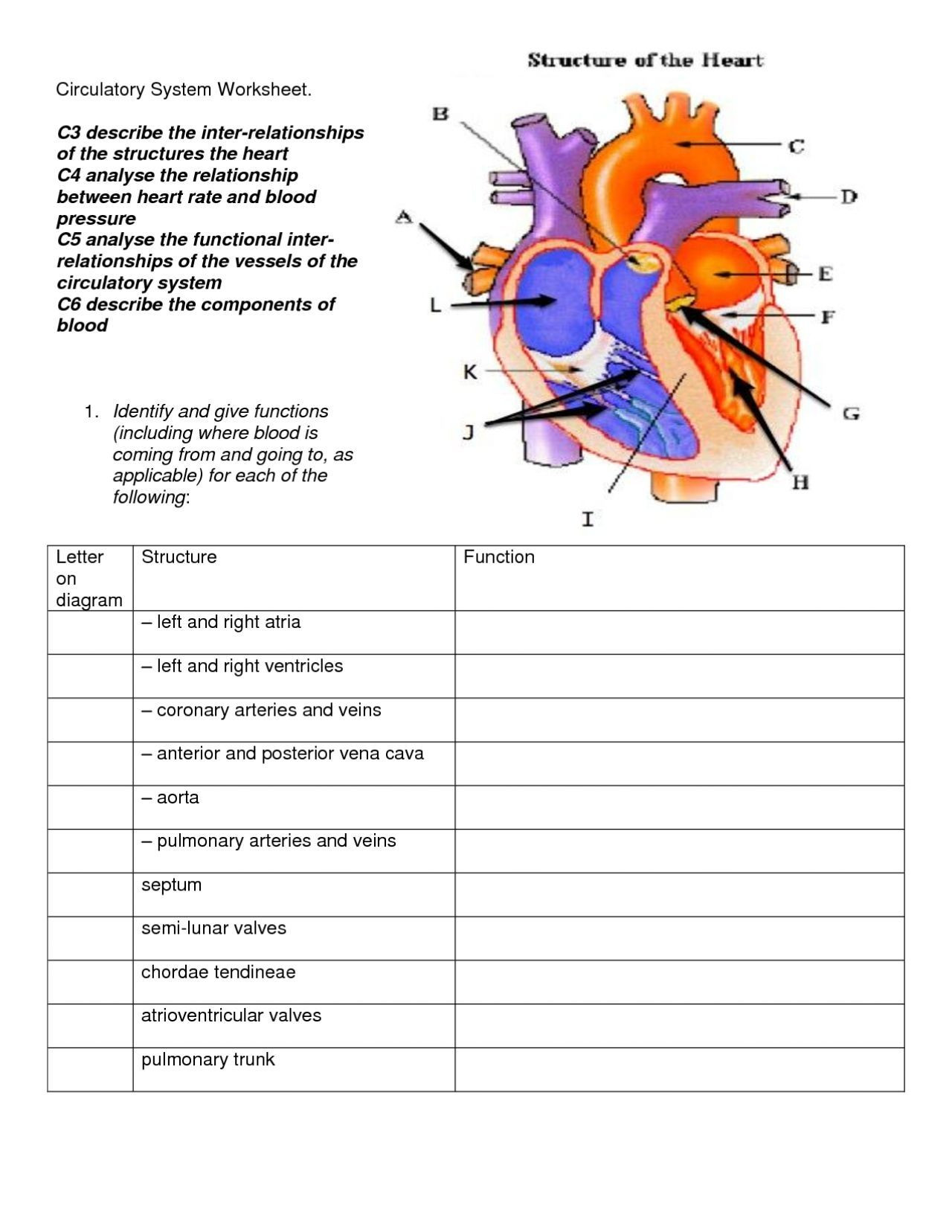 Circulatory System Worksheet Pdf Circulatory System Activities About Science