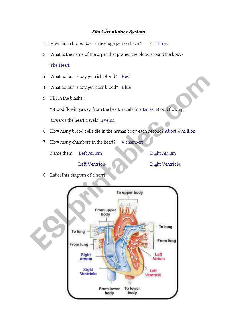 Circulatory System Worksheet Pdf Circulatory System Answer Sheet Esl Worksheet by Dianemperrino