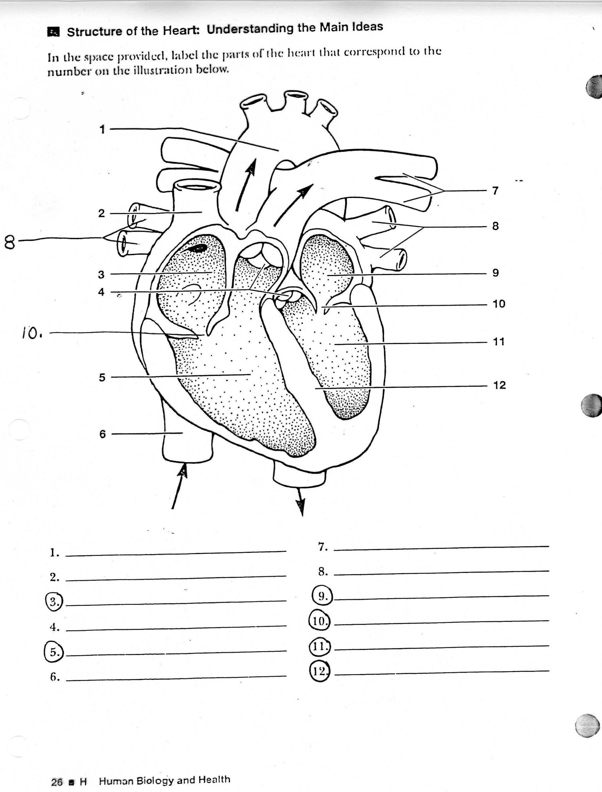 Circulatory System Worksheet Pdf Pin On Printable Blank Worksheet Template