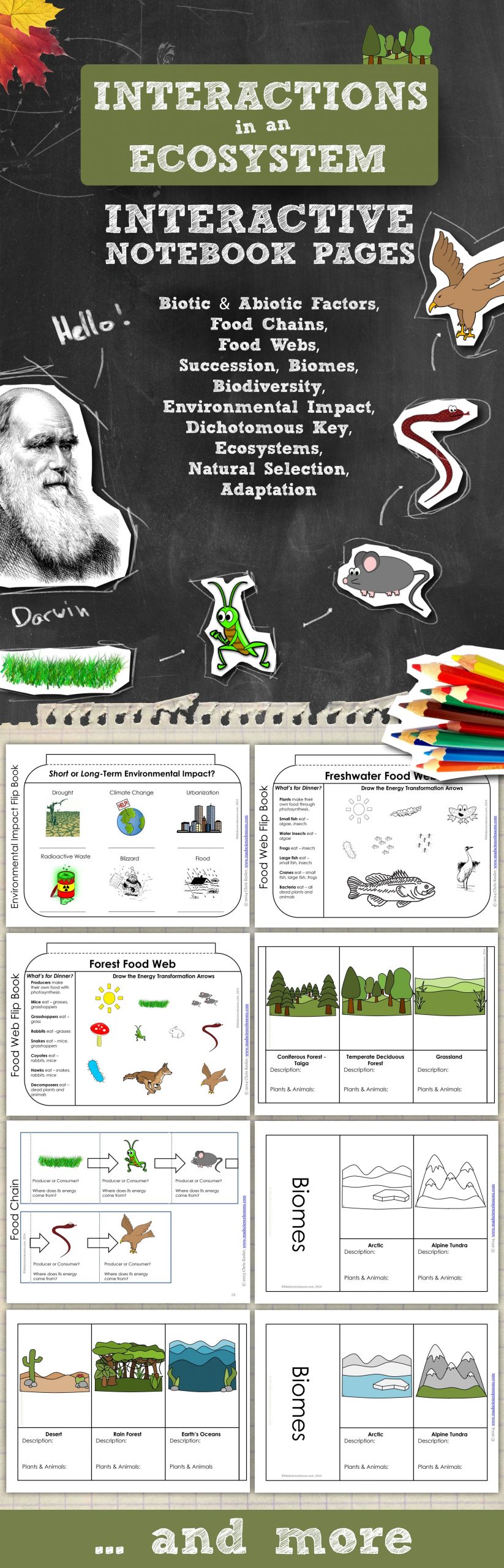 Darwin039s Natural Selection Worksheet Ecosystems Interactive Notebook Pages