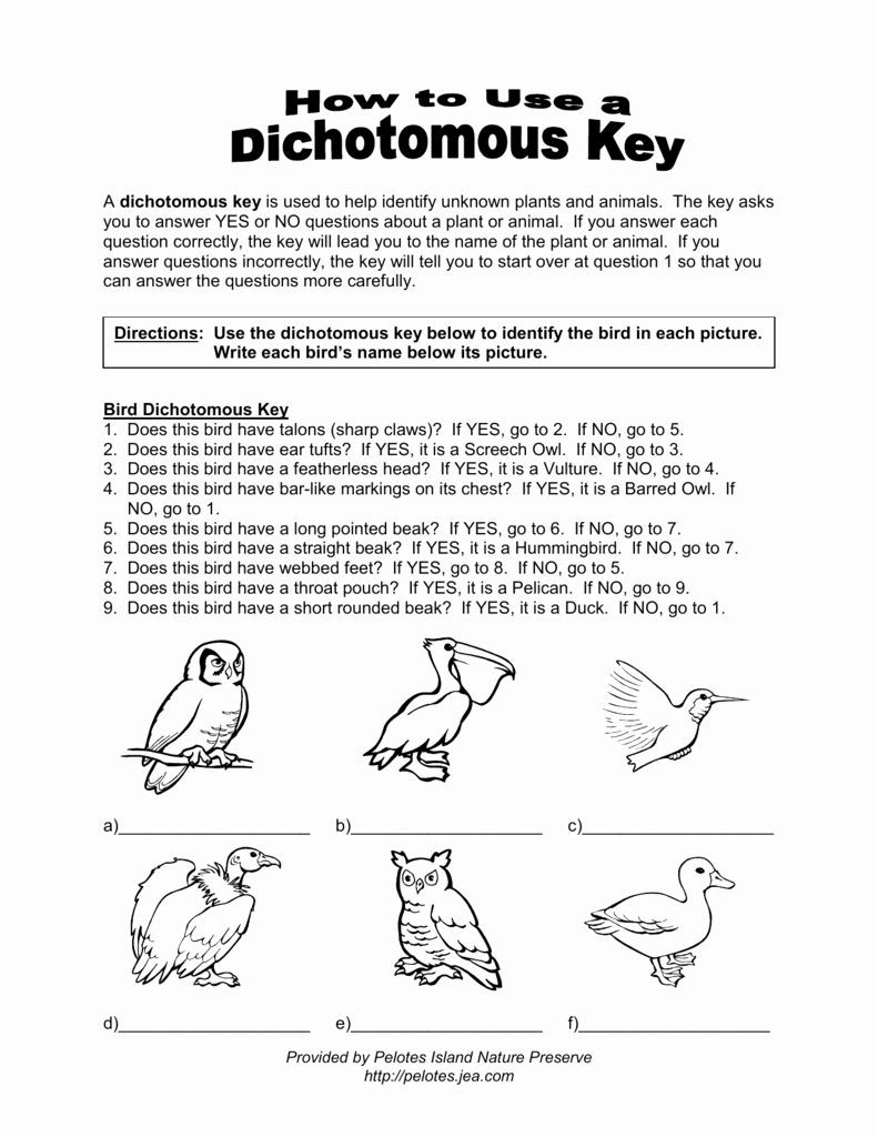 Dichotomous Key Worksheet Pdf 50 Dichotomous Key Worksheet Pdf In 2020 with Images
