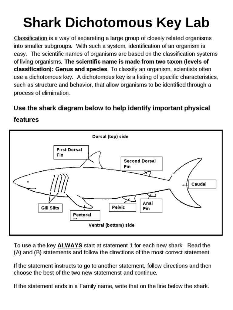 Dichotomous Key Worksheet Pdf Shark Dichotomous Key Lab Vertebrates