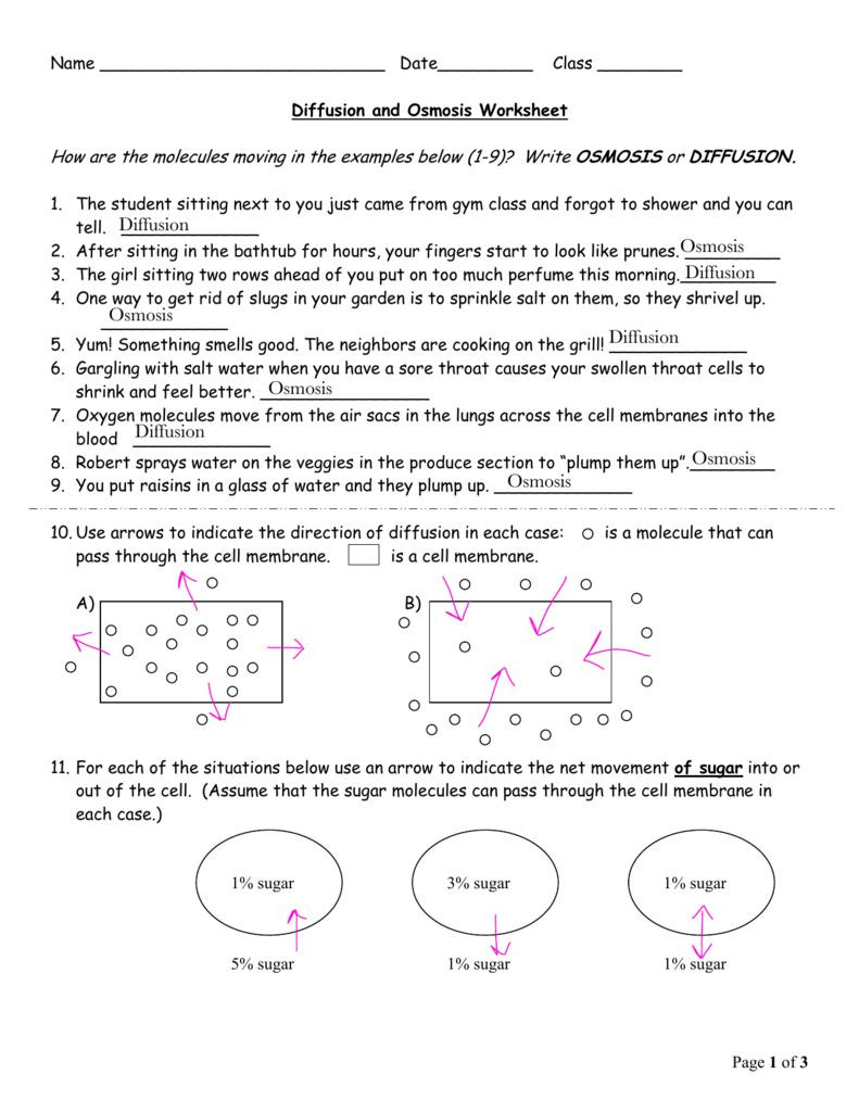 Diffusion and Osmosis Worksheet the Diffusion and Osmosis Worksheet Answers Biology theme is