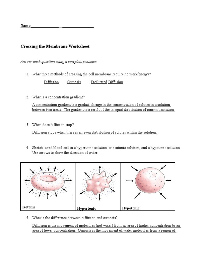 Diffusion and Osmosis Worksheet Worksheet Key Osmosis