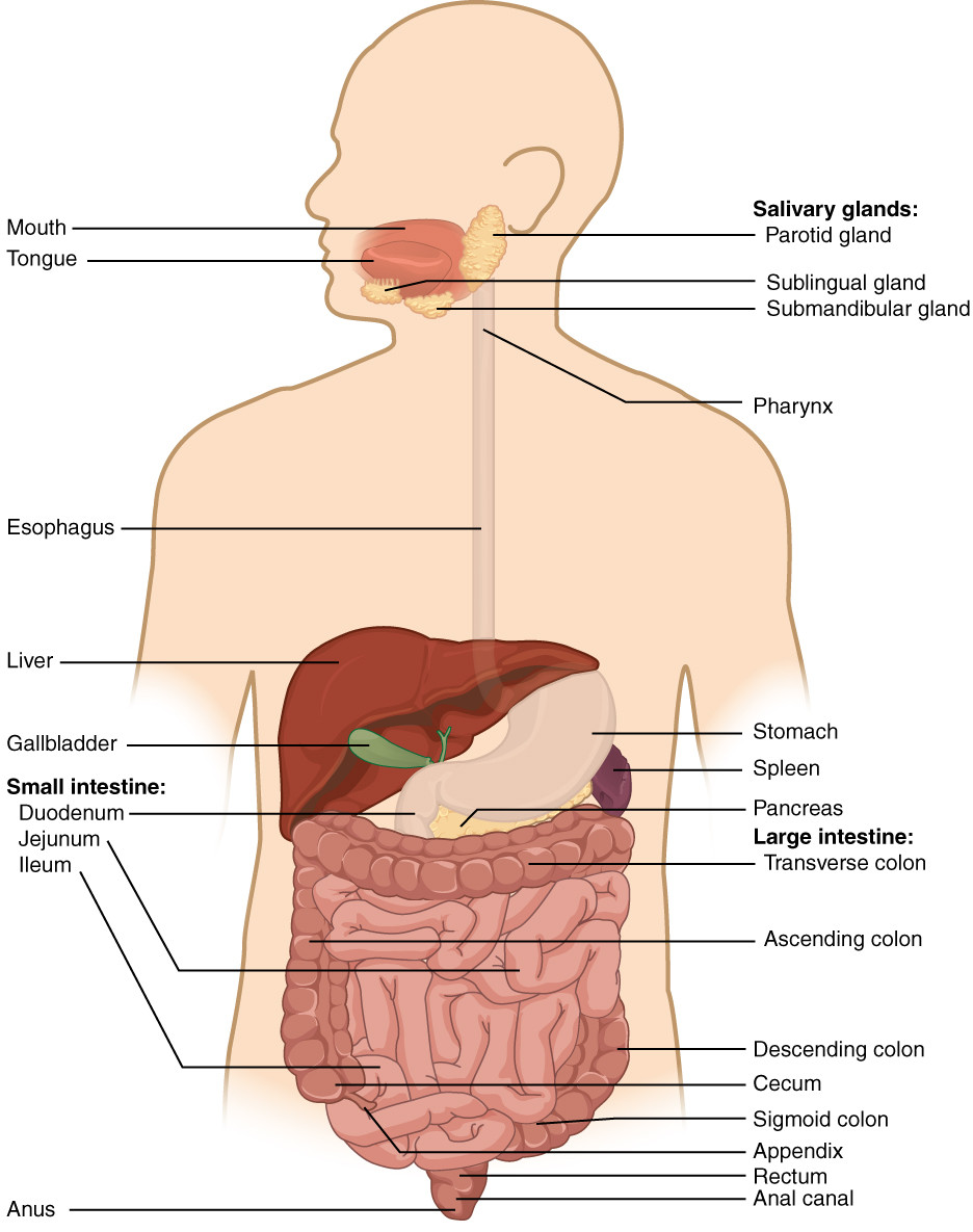 Digestive System Worksheet Answer Key 23 1 Overview Of the Digestive System Anatomy and