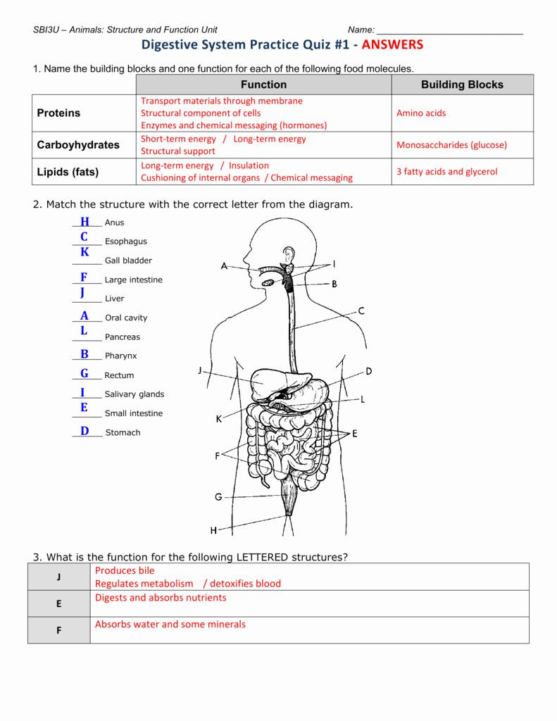 Digestive System Worksheet Answer Key 50 Digestive System Worksheet Answer Key In 2020