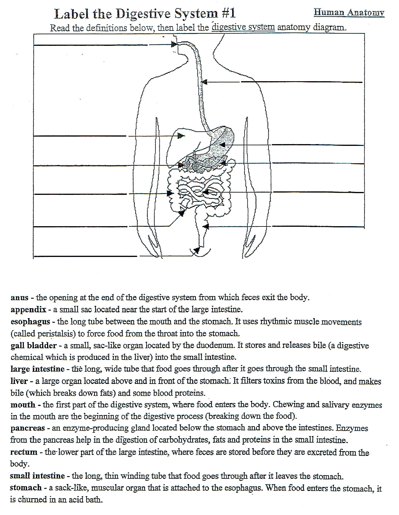 Digestive System Worksheet Answer Key 5th Grade Digestive System Diagram Diagram Base Website