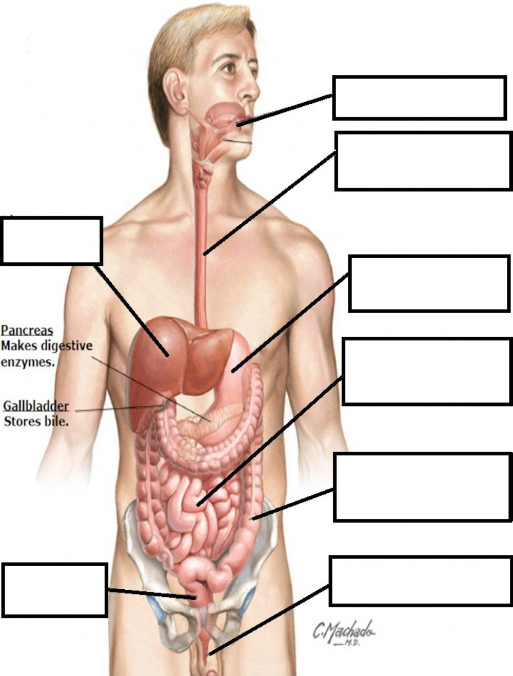Digestive System Worksheet Answer Key Basic Digestive System Interactive Worksheet