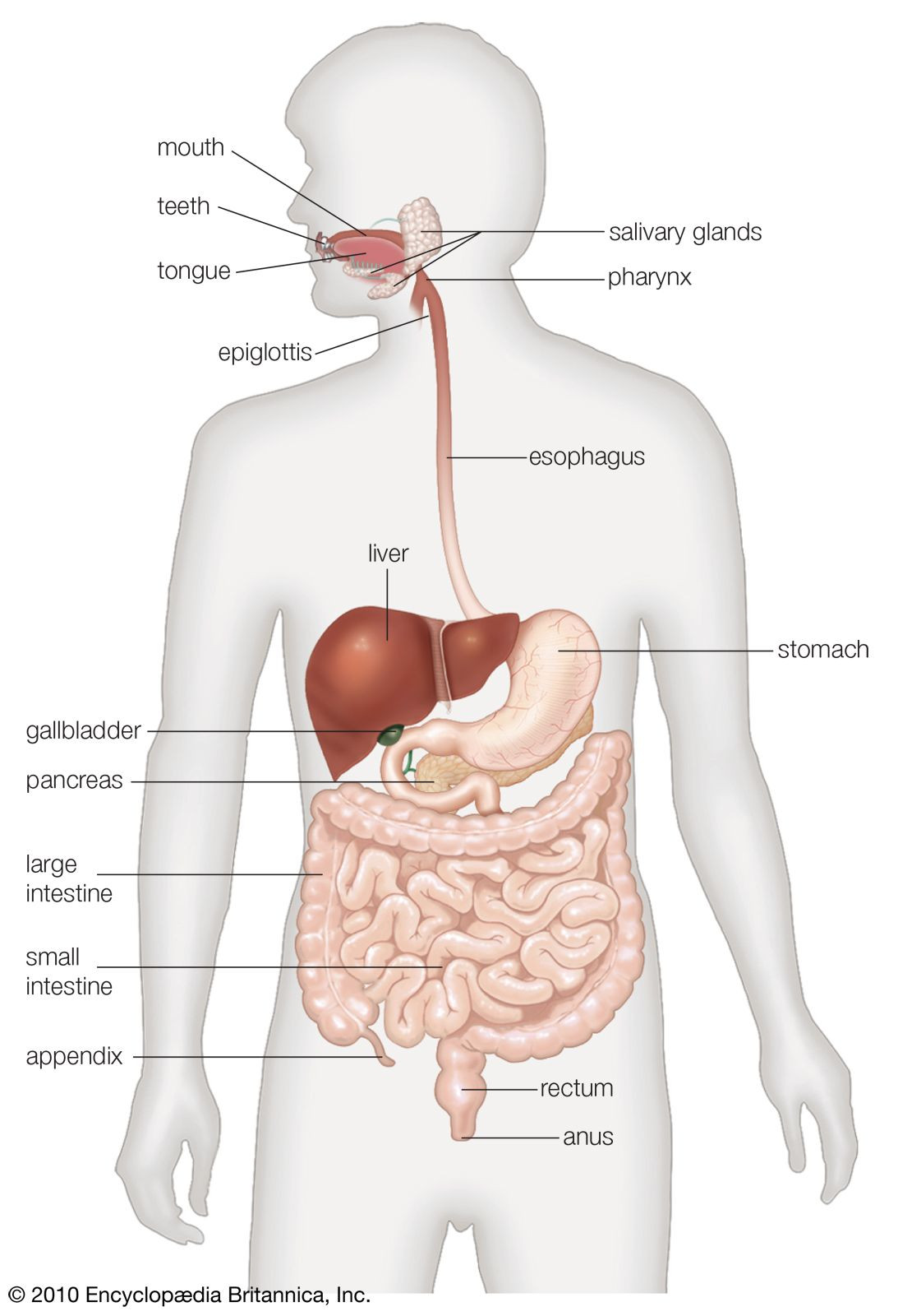 Digestive System Worksheet Answer Key Digestive System Article Reading Level 1 Prehension
