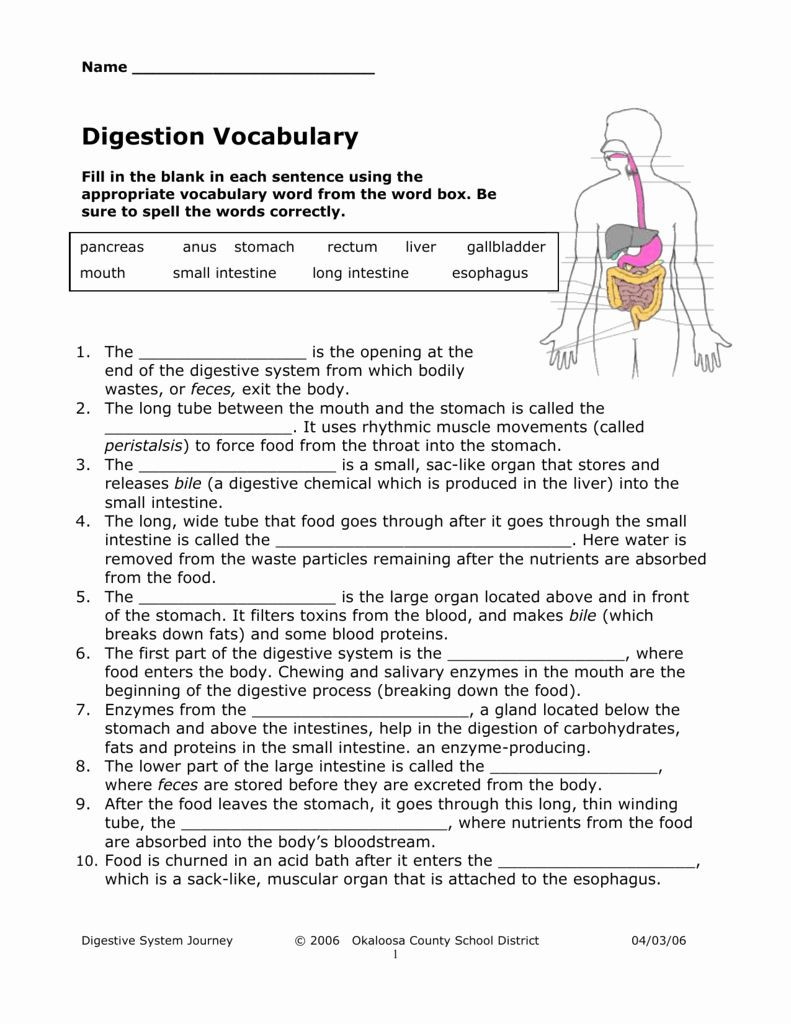 Digestive System Worksheet Answer Key Digestive System Worksheet Answer Key Unique Digestive