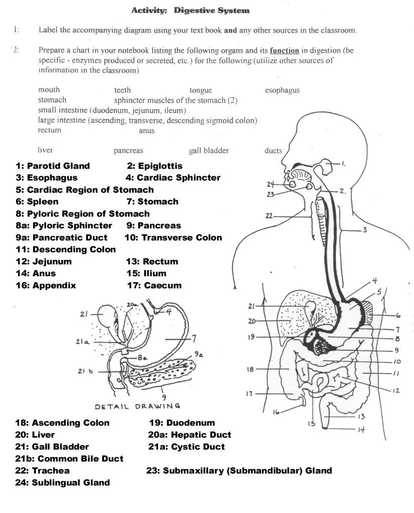 Digestive System Worksheet Answer Key Human Anatomy Labeling Worksheets