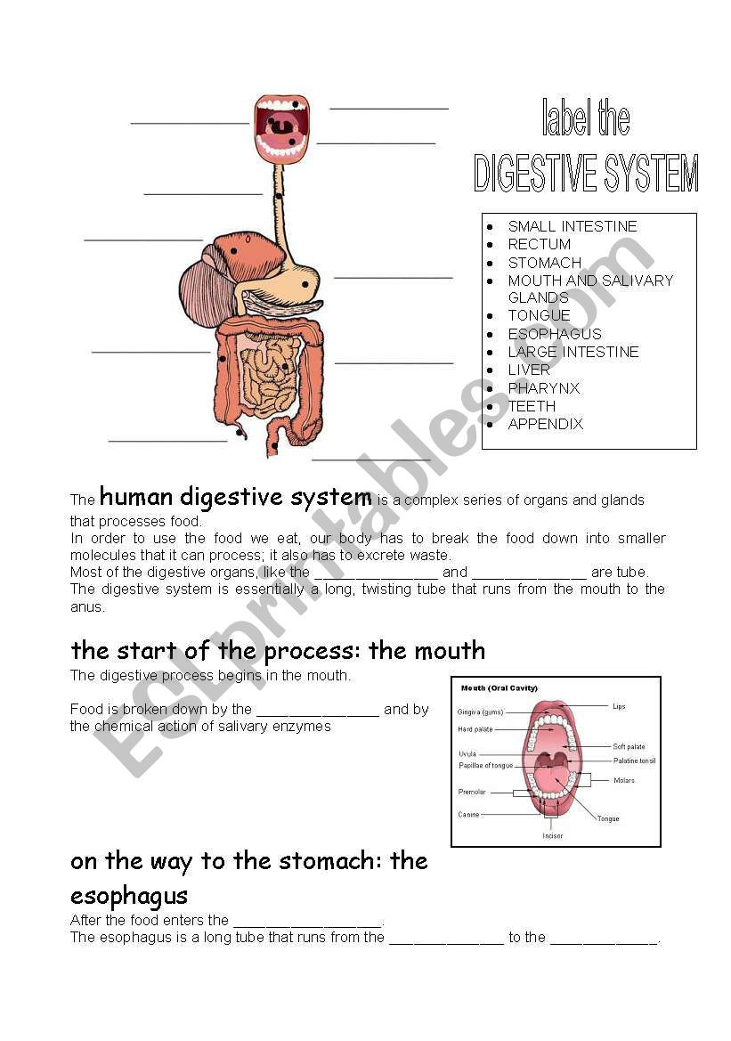Digestive System Worksheet Answer Key Human Digestive System Esl Worksheet by Carcarla