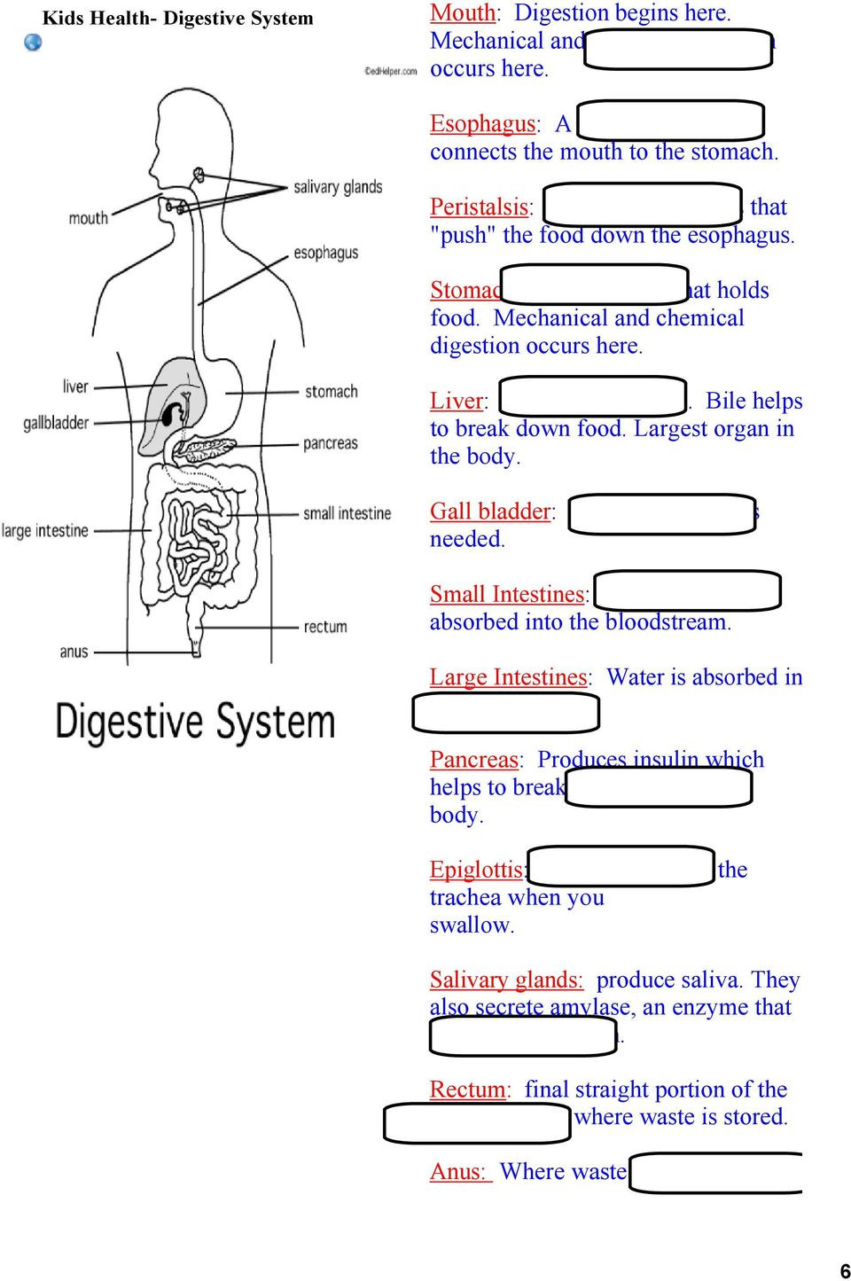 Digestive System Worksheet Answer Key Magic School Bus Digestive System Brainpop Digestive System