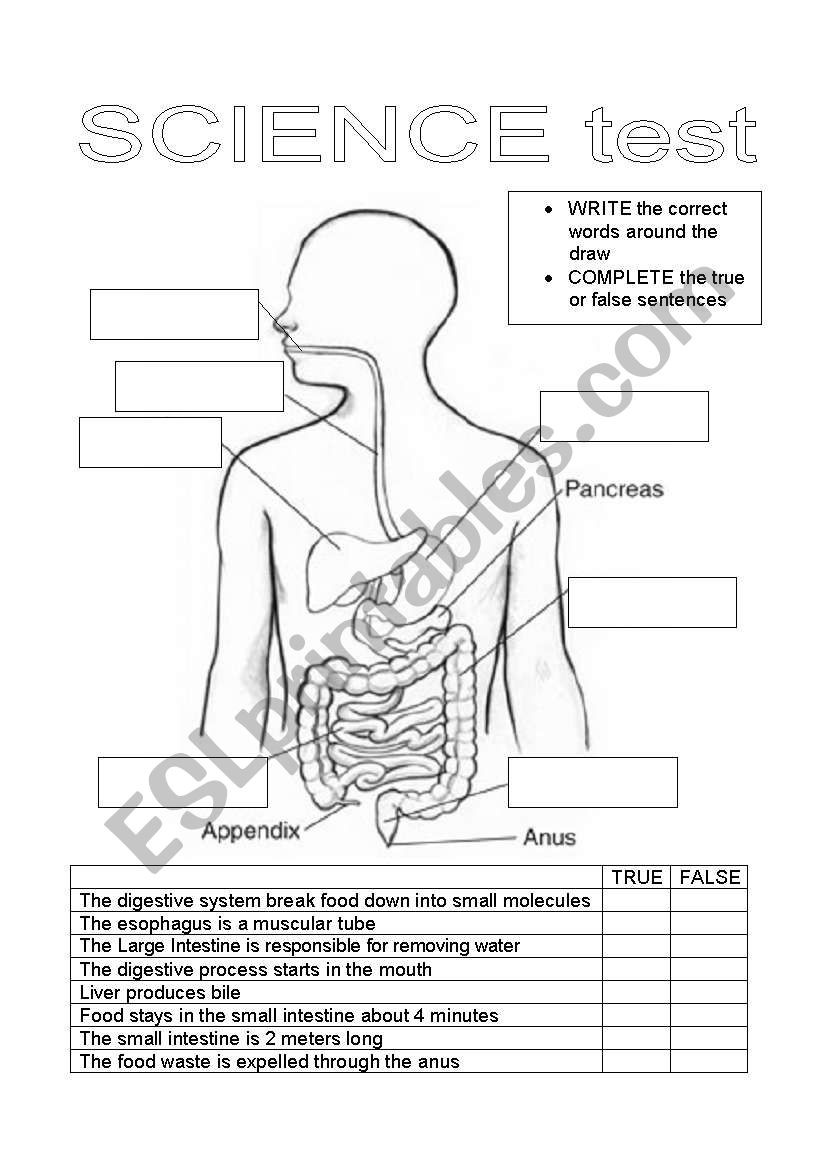 Digestive System Worksheet Answer Key Test About Digestive System Esl Worksheet by Carcarla