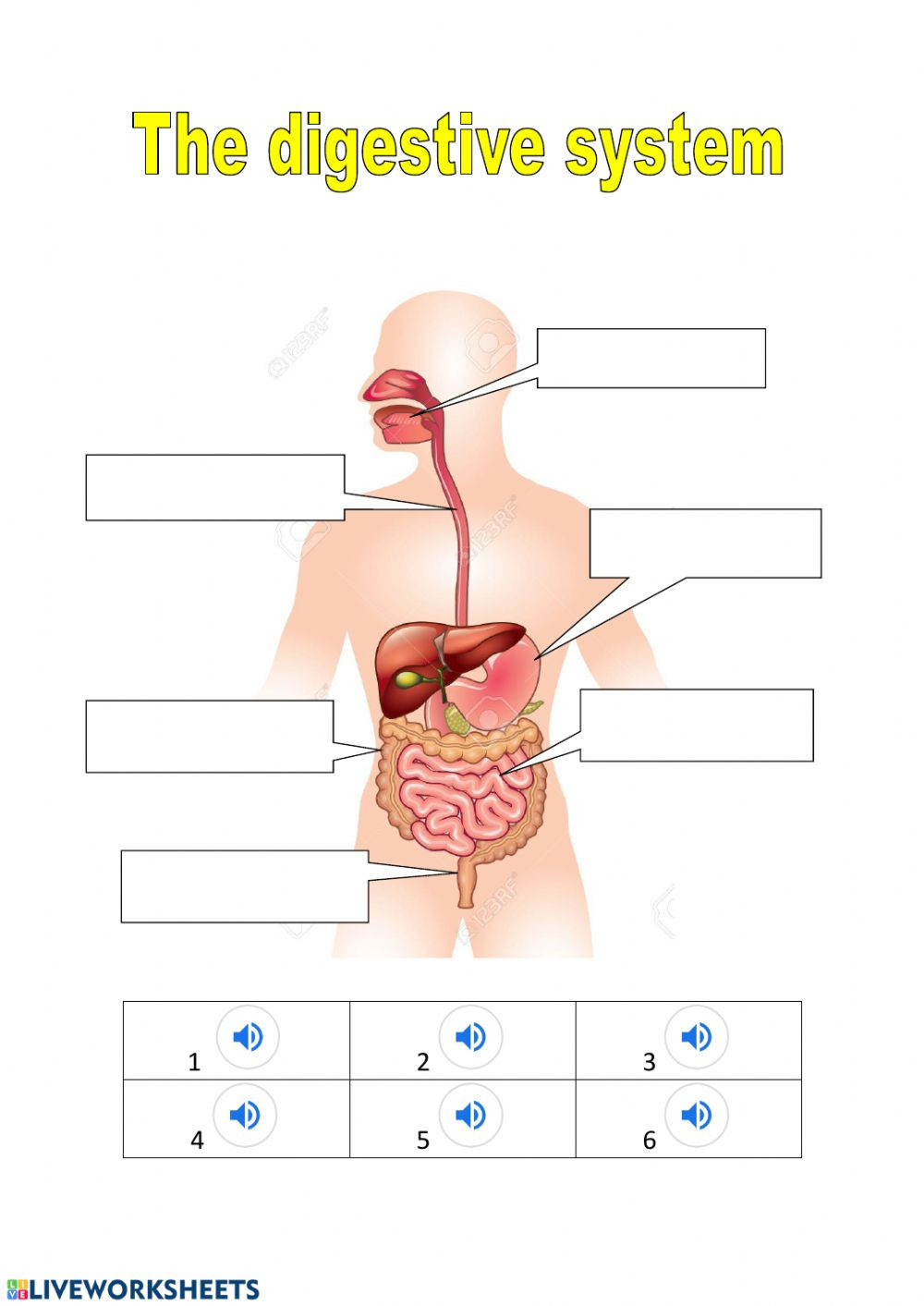 Digestive System Worksheet Answer Key the Digestive System Interactive Worksheet