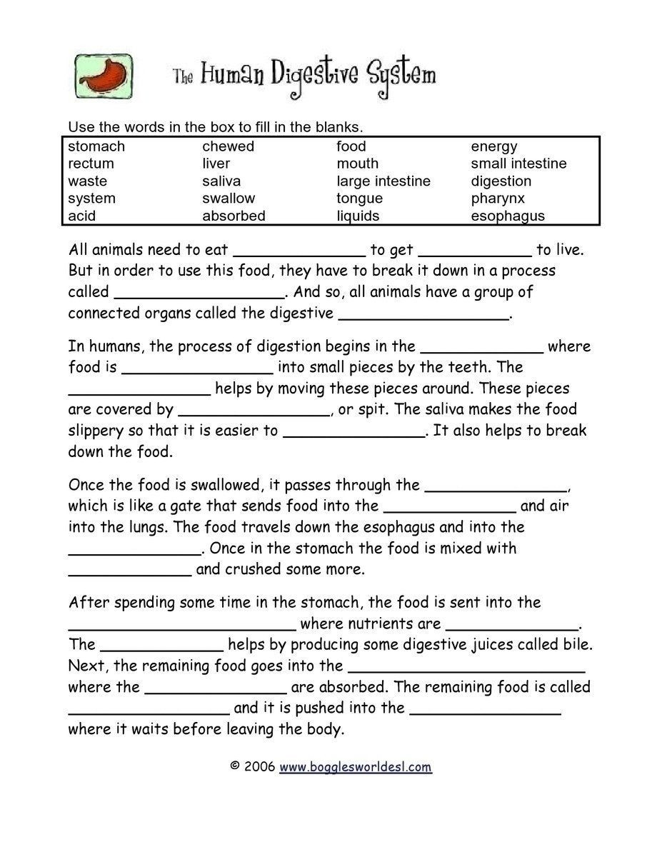 Digestive System Worksheet Answer Key What We Ve Learned About the Digestive System