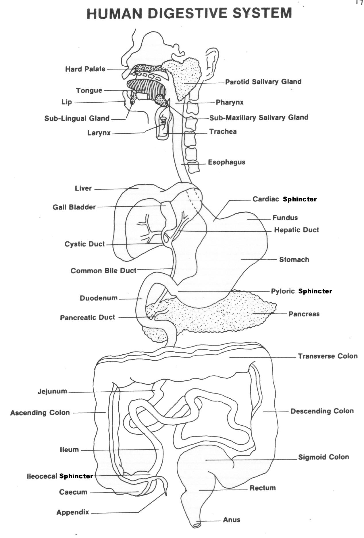 Digestive System Worksheet Answers 29 the Digestive System Worksheet Answers Worksheet