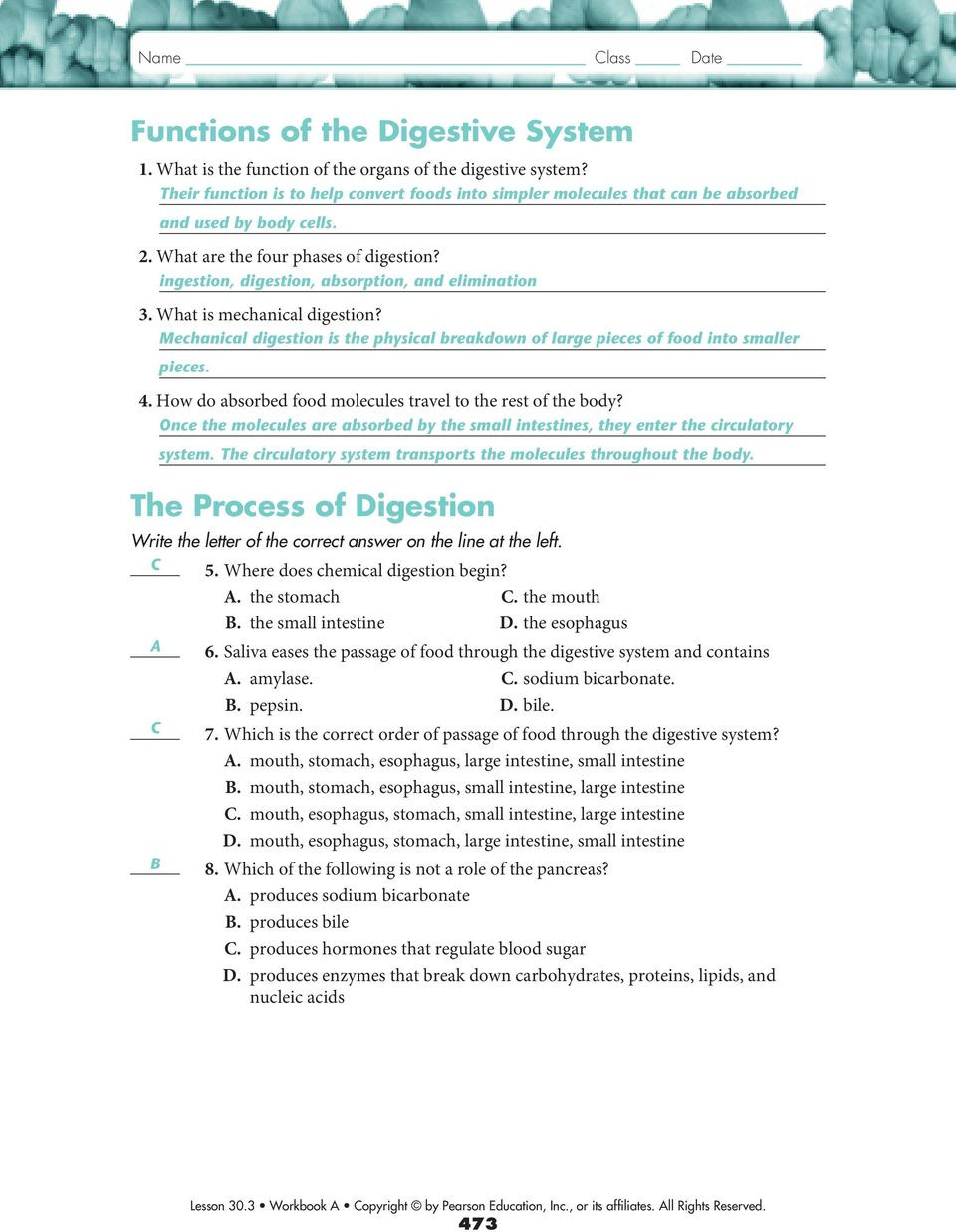 Digestive System Worksheet Answers 30 3 the Digestive System Pdf Free Download