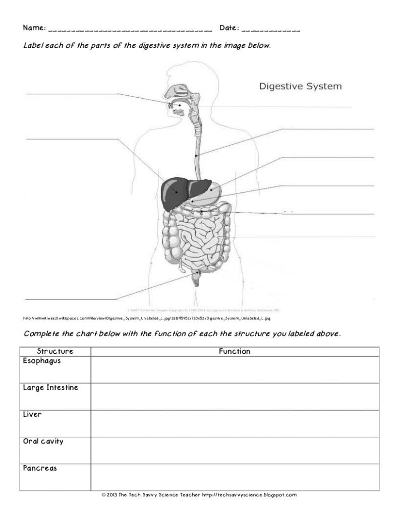 Digestive System Worksheet Answers Digestive System Diagram Worksheet Versaldobip