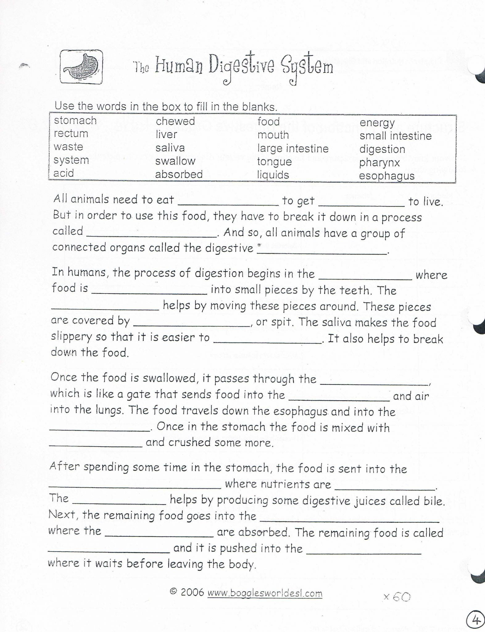 Digestive System Worksheet Answers Easy Digestive System Worksheet