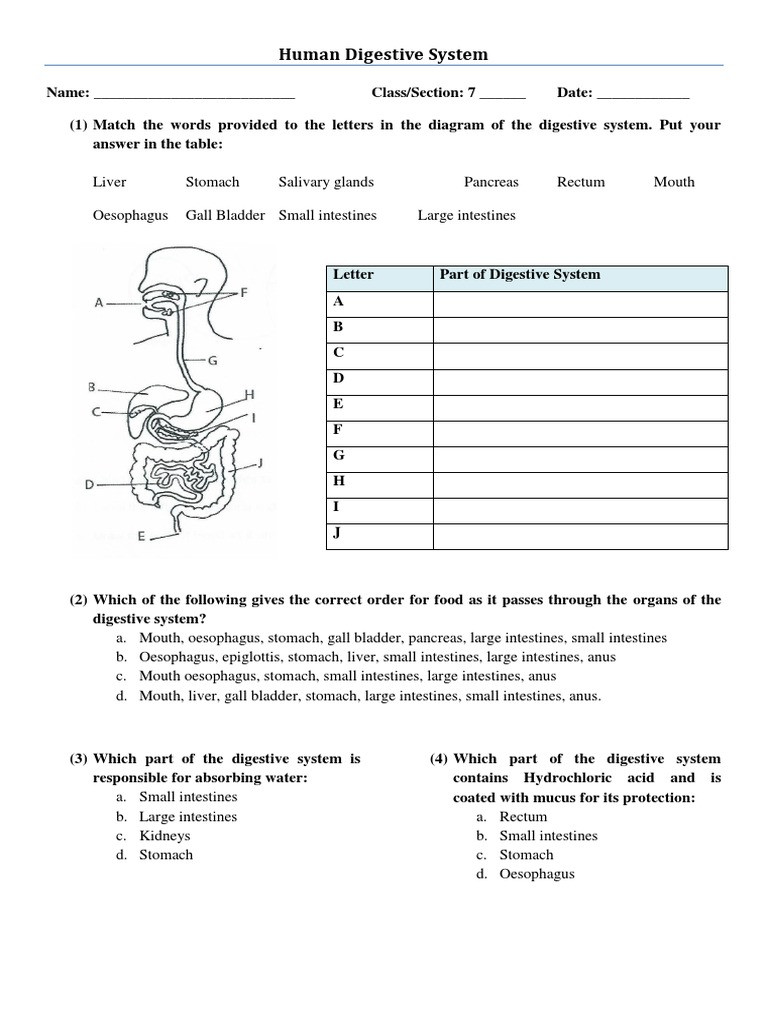 Digestive System Worksheet Answers Human Digestive System Worksheet