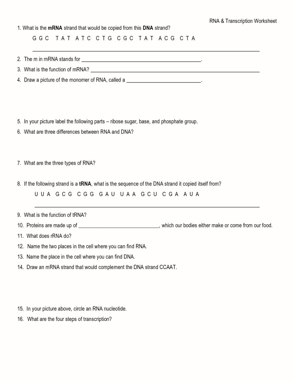 Dna and Replication Worksheet Dna and Replication Worksheet Answers Label the Diagram