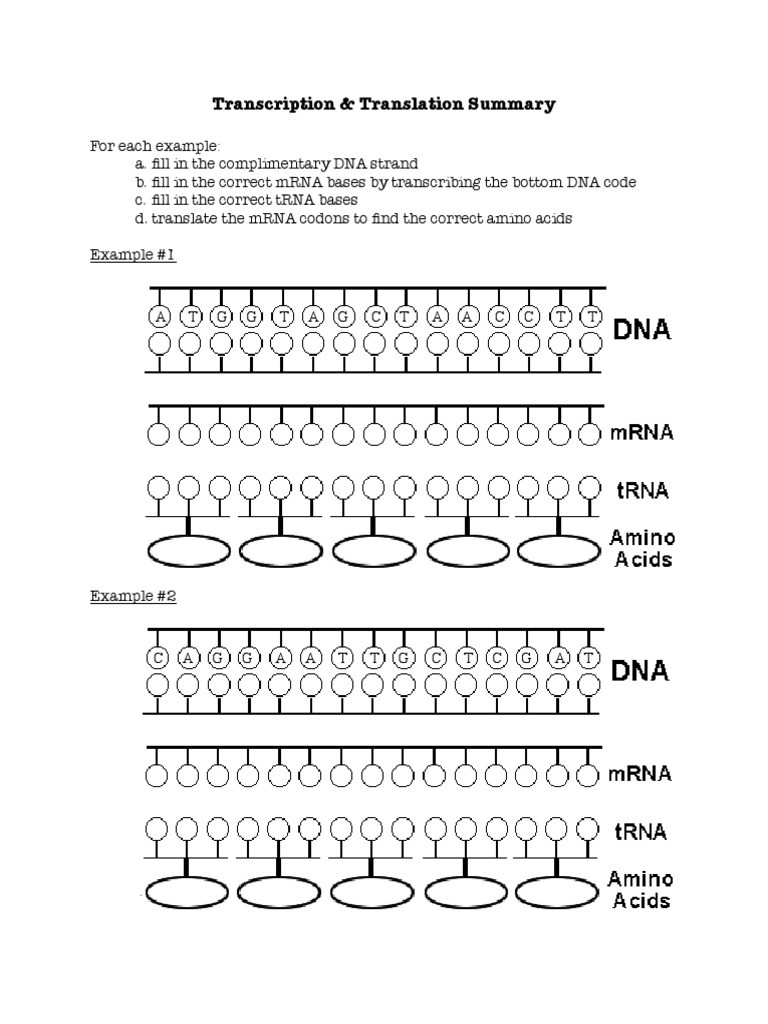 Dna and Replication Worksheet Dna Replication Transcription and Translation Worksheet