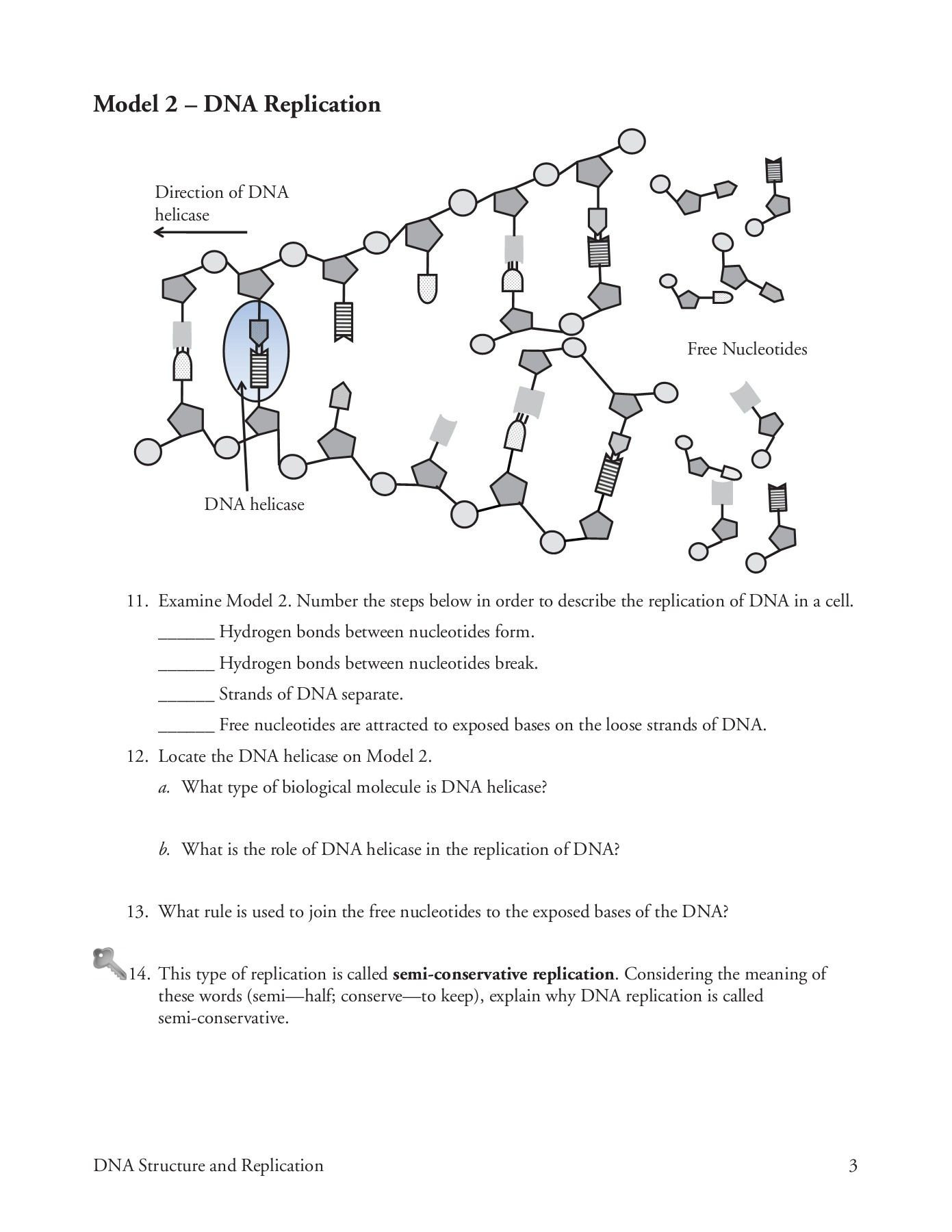 Dna and Replication Worksheet Dna Structure and Replication Worksheet Answer Key
