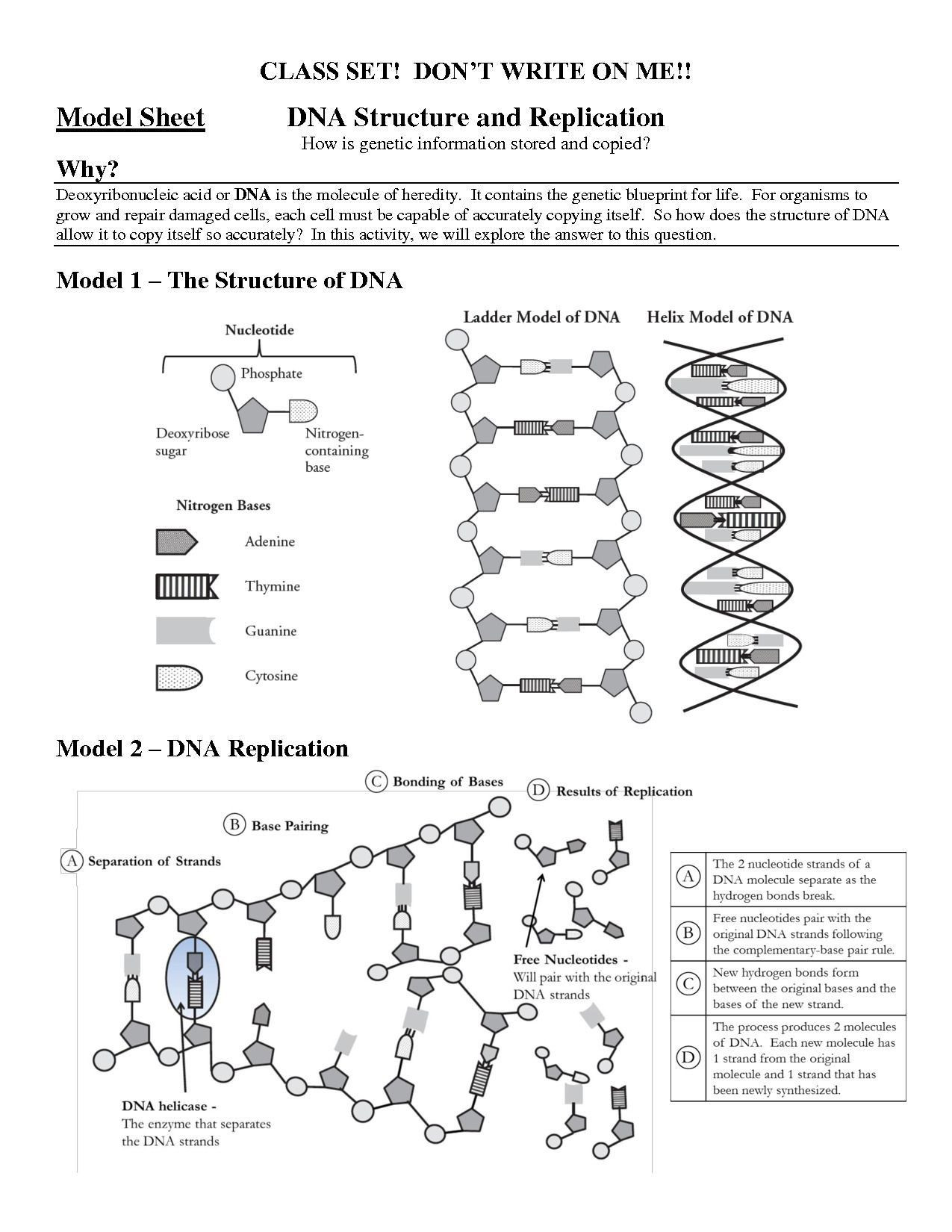 Dna and Replication Worksheet Inspirational Structure Dna and Replication Worksheet