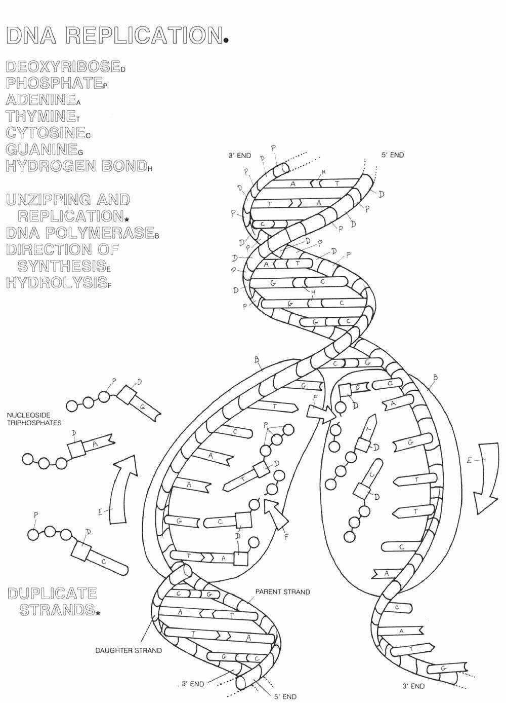 Dna and Replication Worksheet Pin On Science