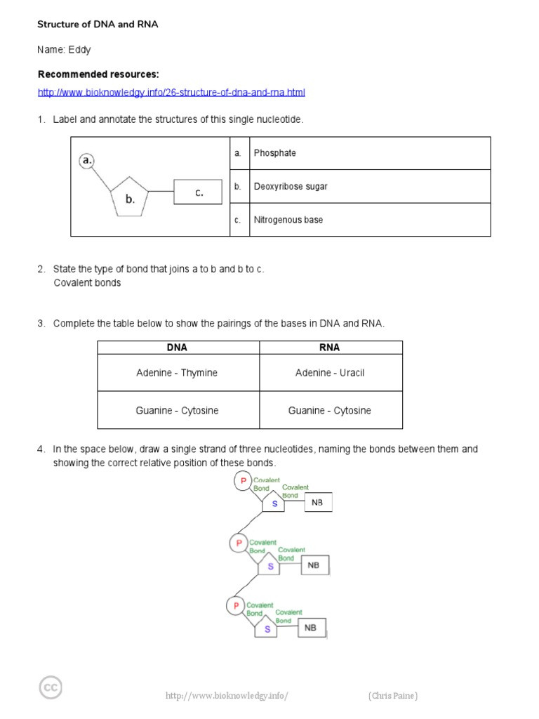 Dna and Rna Worksheet Answers Dna and Rna Structure Worksheet Eddy Nucleotides