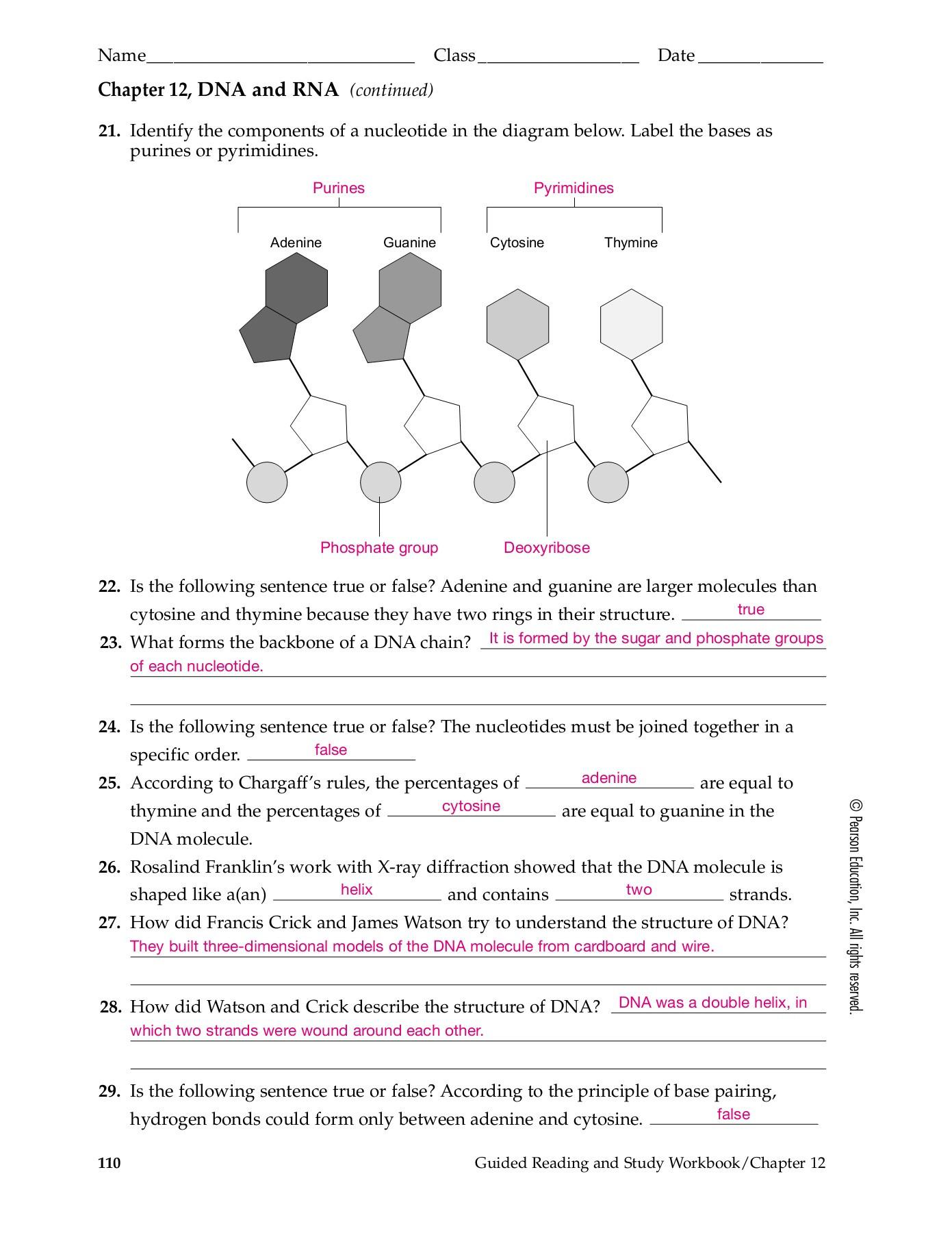 Dna and Rna Worksheet Answers Section 12–1 Dna