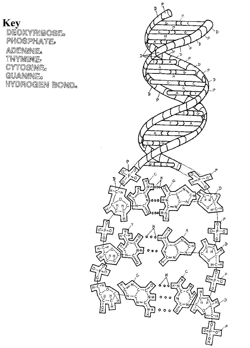 Dna Replication Coloring Worksheet Dna Coloring Pages Dna Coloring