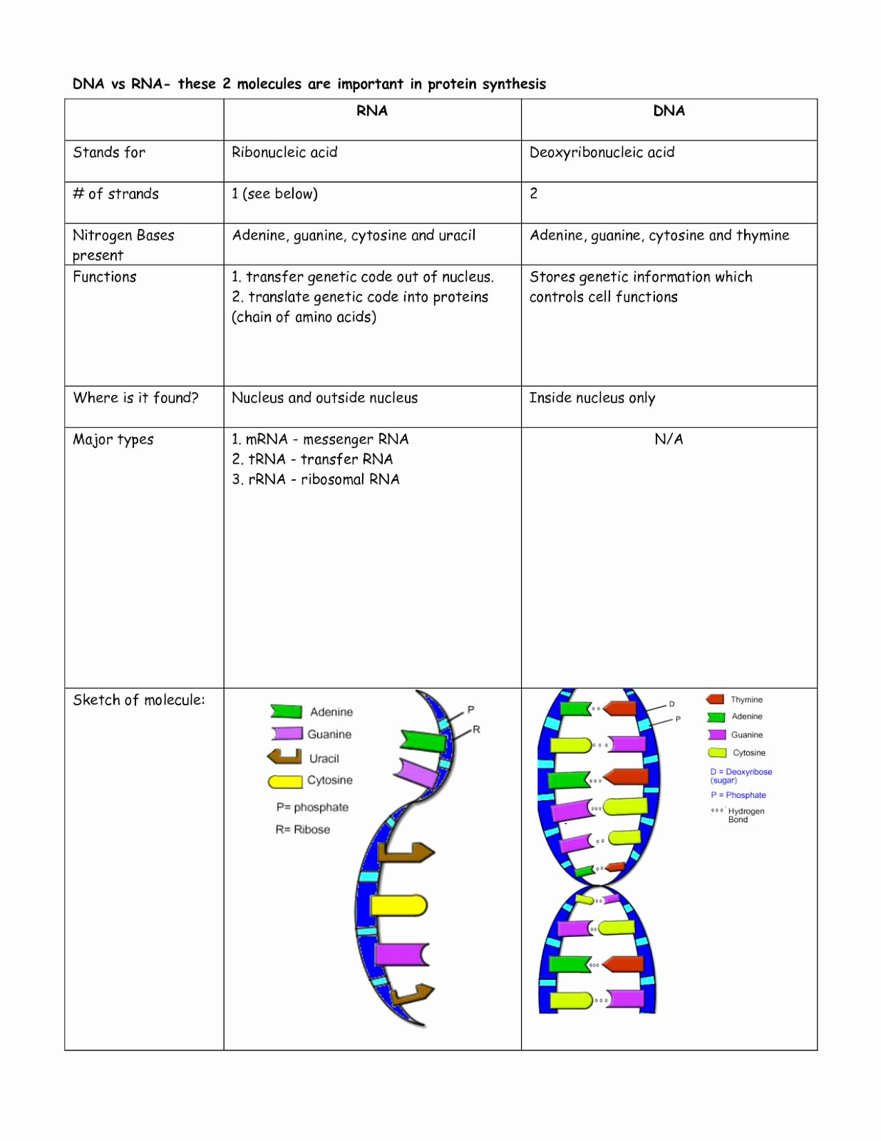 Dna Replication Coloring Worksheet Dna Rna and Replication Worksheet Answer Key Worksheet List