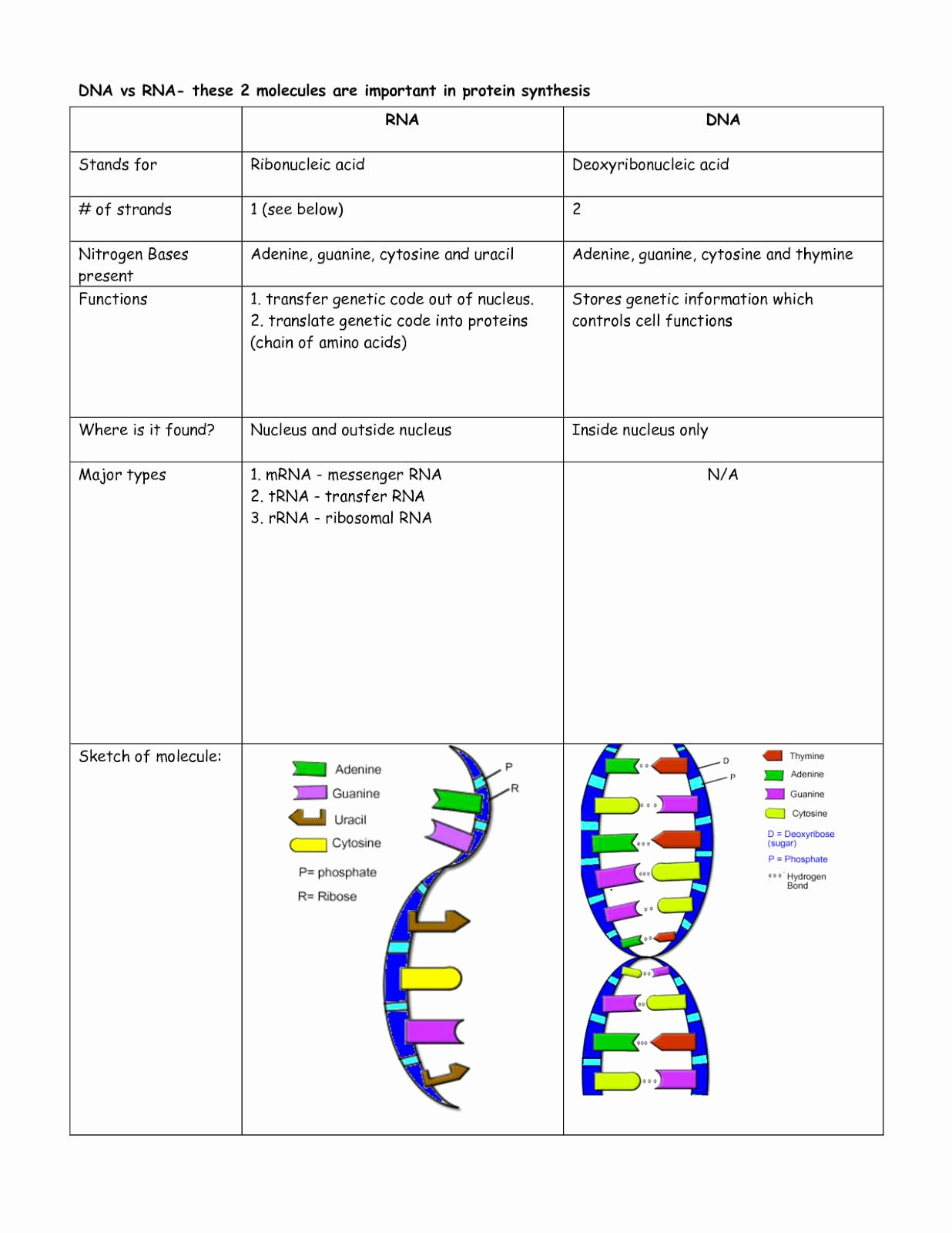 Dna Replication Coloring Worksheet Memorable Dna The Double Helix