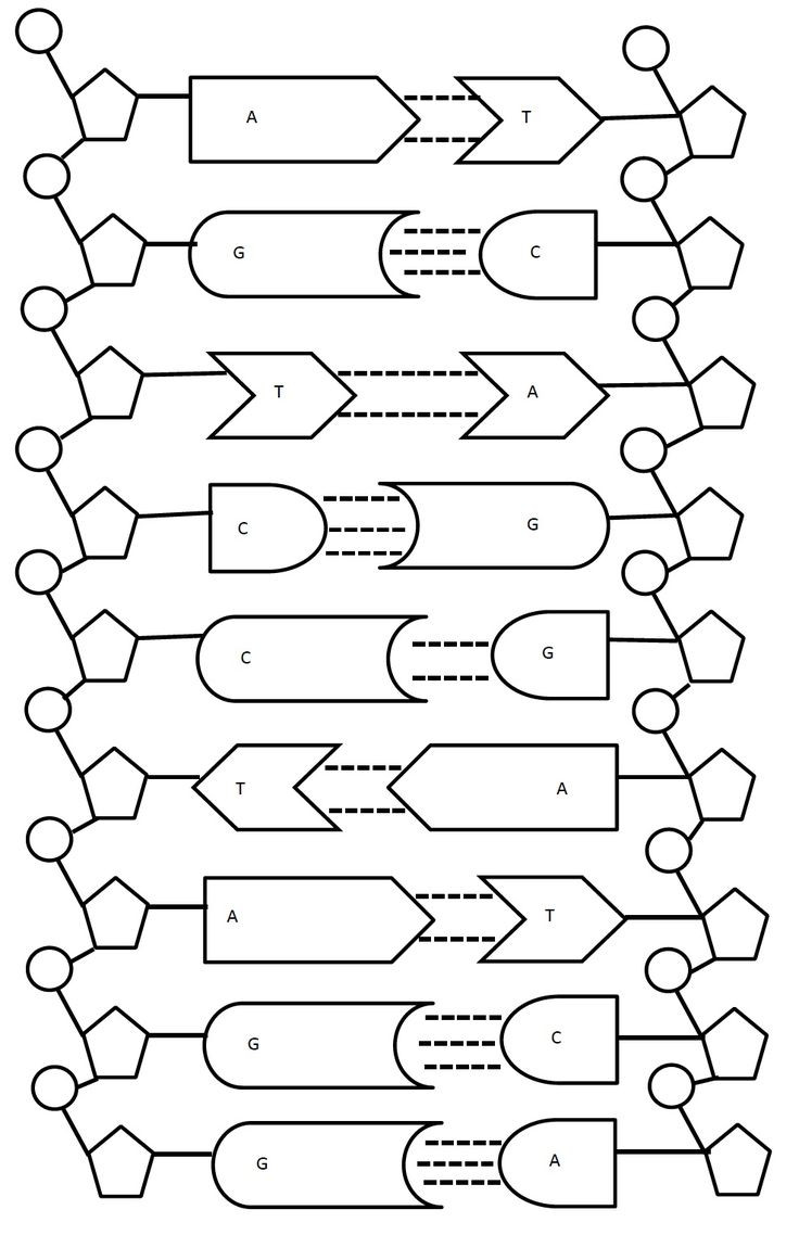 Dna Replication Coloring Worksheet Dna Replication Transcription And