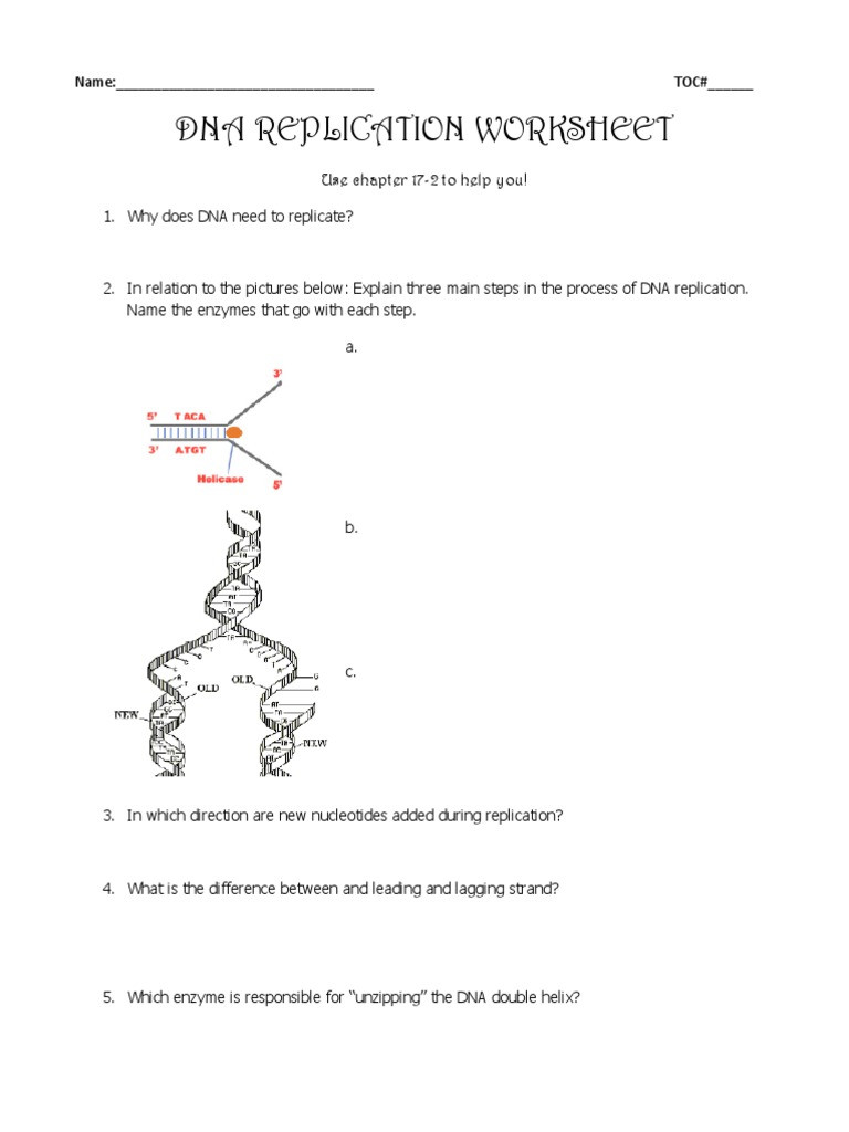 Dna Replication Worksheet Answers Dna Replication